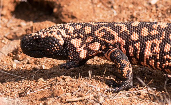 Gila Monster Heloderma suspectum