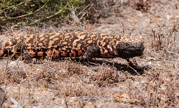 Gila Monster Heloderma suspectum