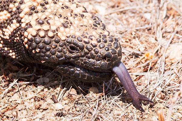 Gila Monster Heloderma suspectum
