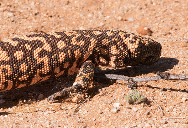 Gila Monster Heloderma suspectum