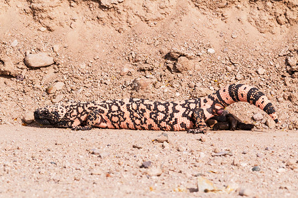 Gila Monster Heloderma suspectum