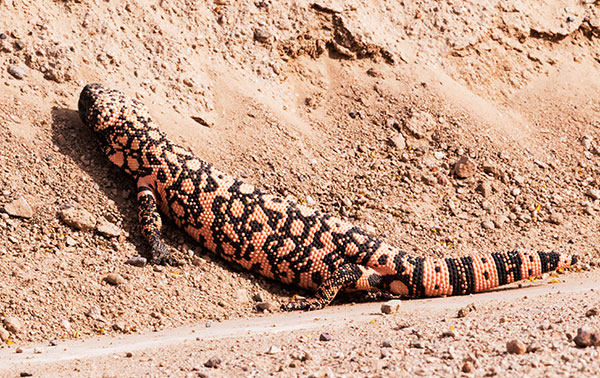 Gila Monster Heloderma suspectum
