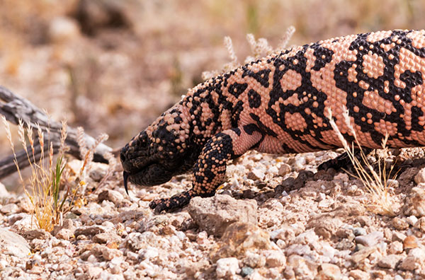 Gila Monster Heloderma suspectum