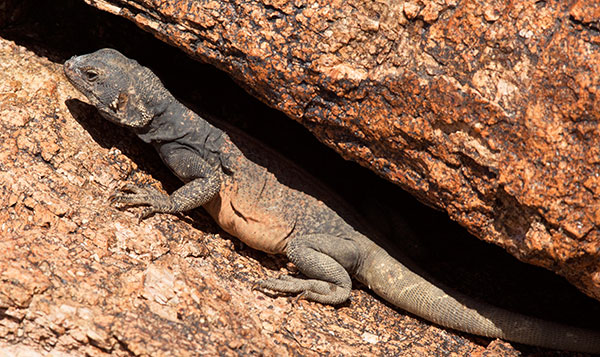 Common Chuckwalla Sauromalus ater Lizard 