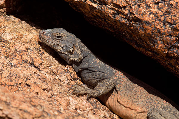 Common Chuckwalla Sauromalus ater Lizard 