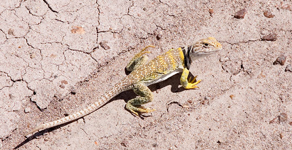 Eastern Collared Lizard Crotaphytus collaris 