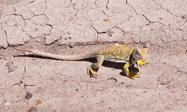 Eastern Collared Lizard Crotaphytus collaris 