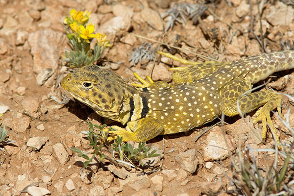 Eastern Collared Lizard Crotaphytus collaris 