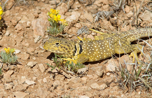 Eastern Collared Lizard Crotaphytus collaris 