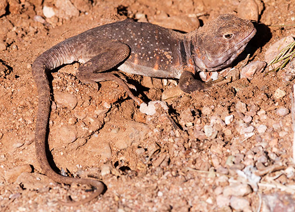 Eastern Collared Lizard Crotaphytus collaris 