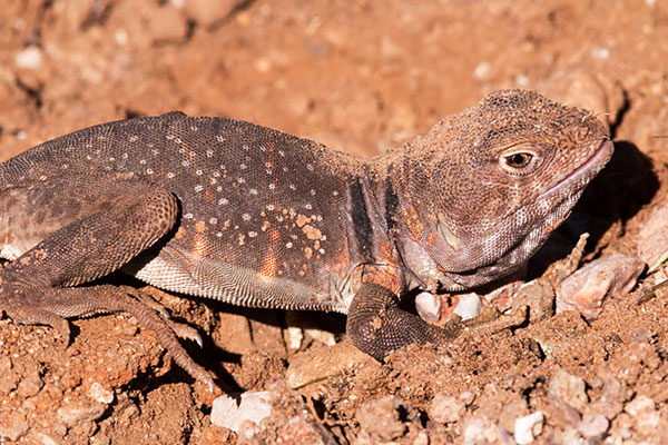 Eastern Collared Lizard Crotaphytus collaris 