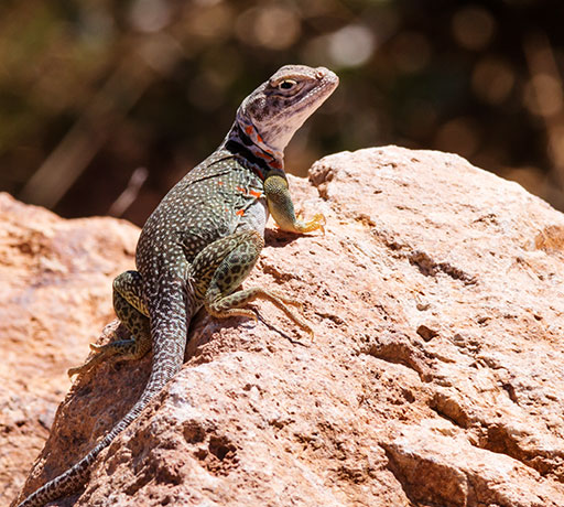 Eastern Collared Lizard Crotaphytus collaris 