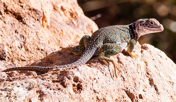 Eastern Collared Lizard Crotaphytus collaris 