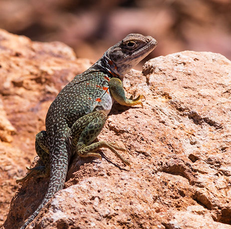 Eastern Collared Lizard Crotaphytus collaris 