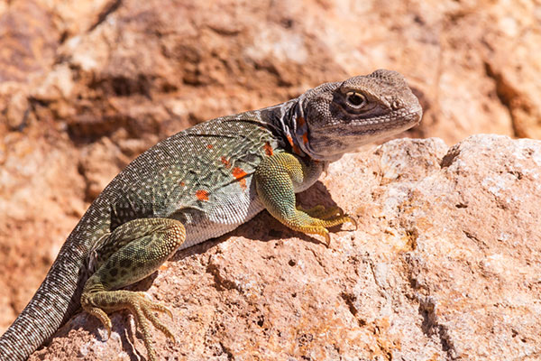Eastern Collared Lizard Crotaphytus collaris 
