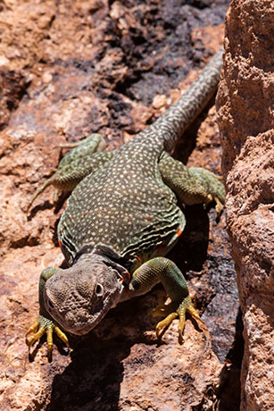 Eastern Collared Lizard Crotaphytus collaris 