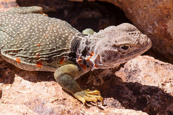 Eastern Collared Lizard Crotaphytus collaris 