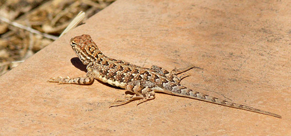 Elegant Earless Lizard Holbrookia elegans
