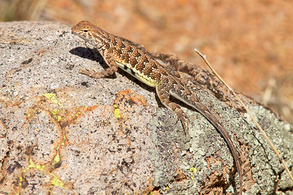 Elegant Earless Lizard Holbrookia elegans