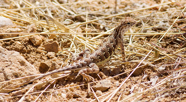 Elegant Earless Lizard Holbrookia elegans