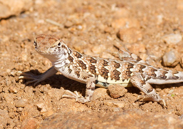 Elegant Earless Lizard Holbrookia elegans
