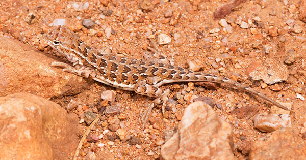 Elegant Earless Lizard Holbrookia elegans