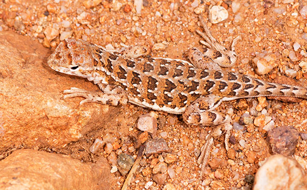 Elegant Earless Lizard Holbrookia elegans