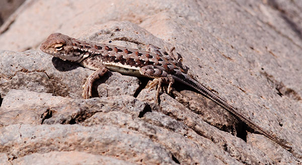 Elegant Earless Lizard Holbrookia elegans