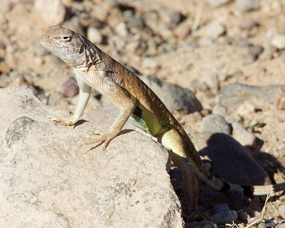 Greater Earless Lizard Southwestern Earless Lizard Cophosaurus texanus