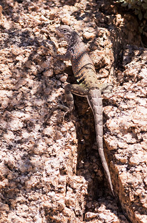 Greater Earless Lizard Southwestern Earless Lizard Cophosaurus texanus