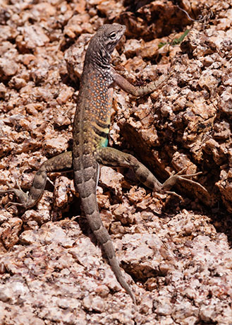 Greater Earless Lizard Southwestern Earless Lizard Cophosaurus texanus