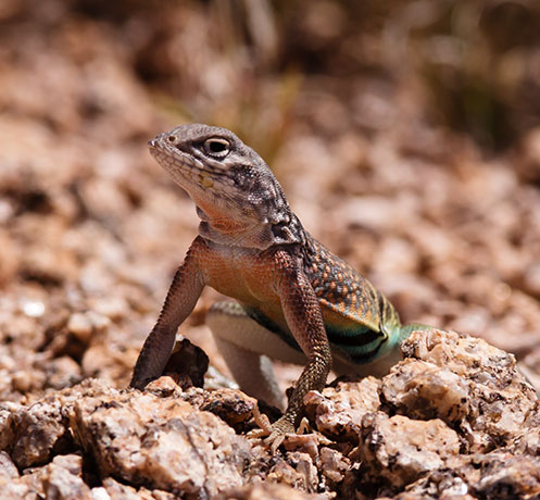 Greater Earless Lizard Southwestern Earless Lizard Cophosaurus texanus