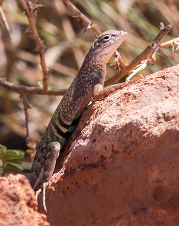 Greater Earless Lizard Southwestern Earless Lizard Cophosaurus texanus