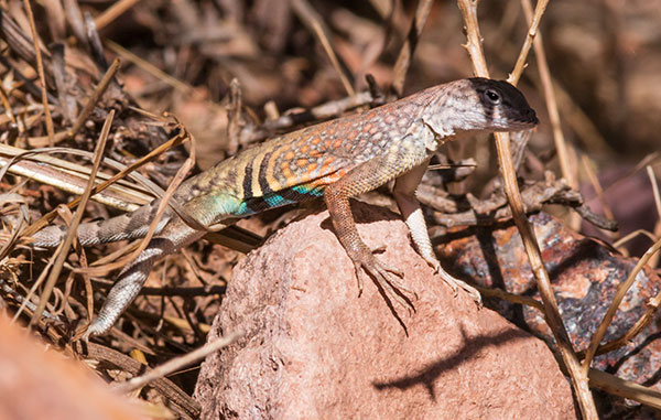 Greater Earless Lizard Southwestern Earless Lizard Cophosaurus texanus