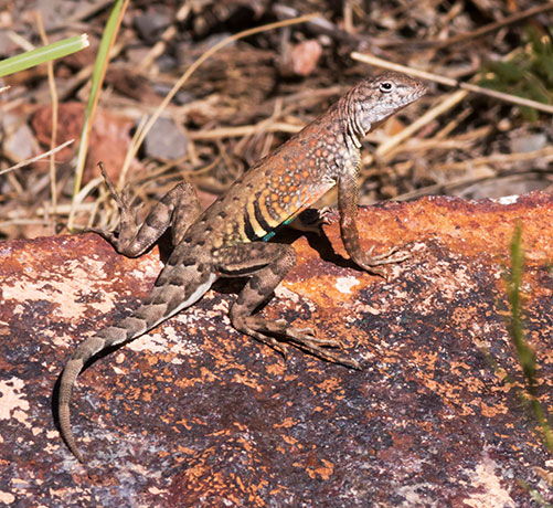 Greater Earless Lizard Southwestern Earless Lizard Cophosaurus texanus