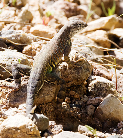 Greater Earless Lizard Southwestern Earless Lizard Cophosaurus texanus