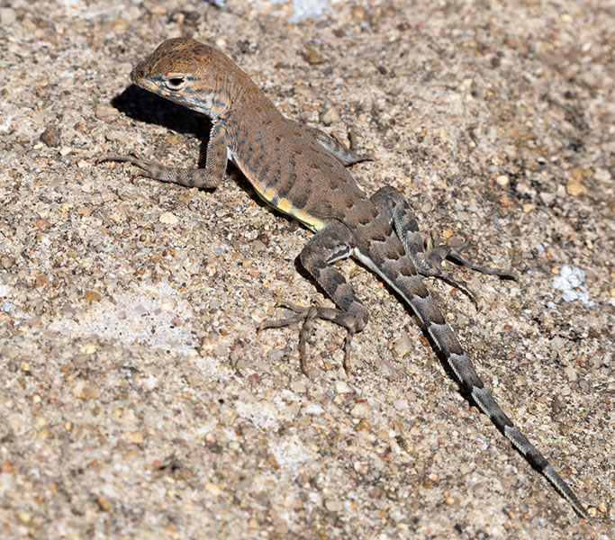 Greater Earless Lizard Southwestern Earless Lizard Cophosaurus texanus