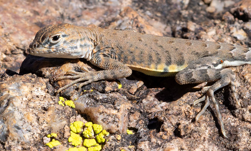 Greater Earless Lizard Southwestern Earless Lizard Cophosaurus texanus