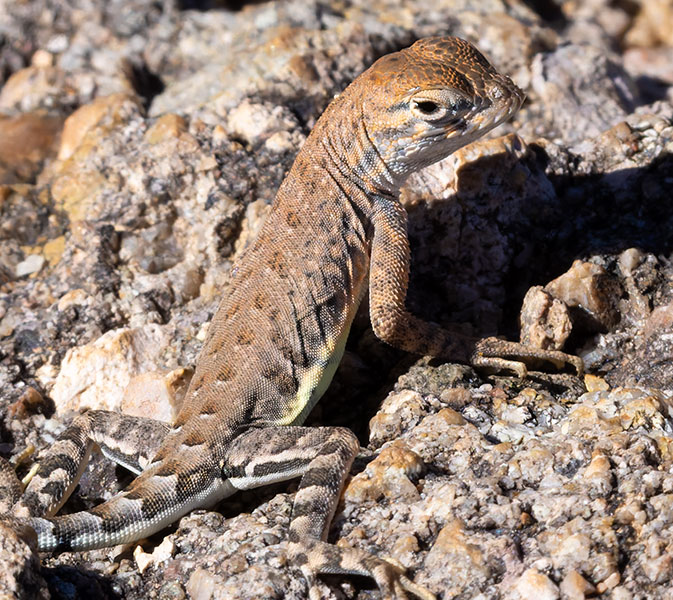 Greater Earless Lizard Southwestern Earless Lizard Cophosaurus texanus
