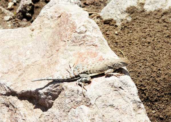 Common Lesser Earless Lizard Holbrookia maculata