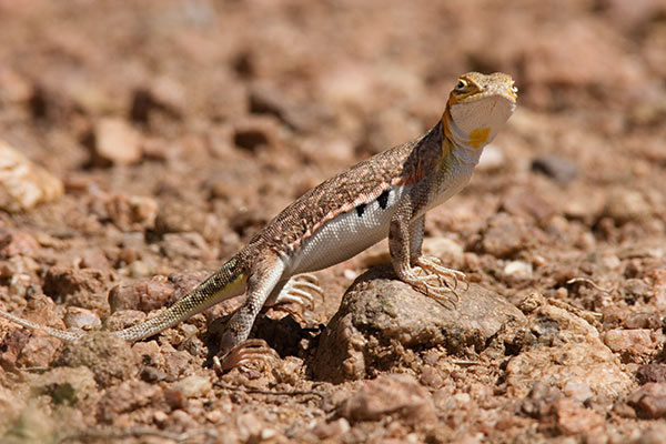 Common Lesser Earless Lizard Holbrookia maculata