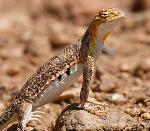 Common Lesser Earless Lizard Holbrookia maculata