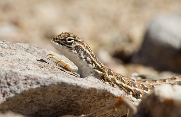 Common Lesser Earless Lizard Holbrookia maculata