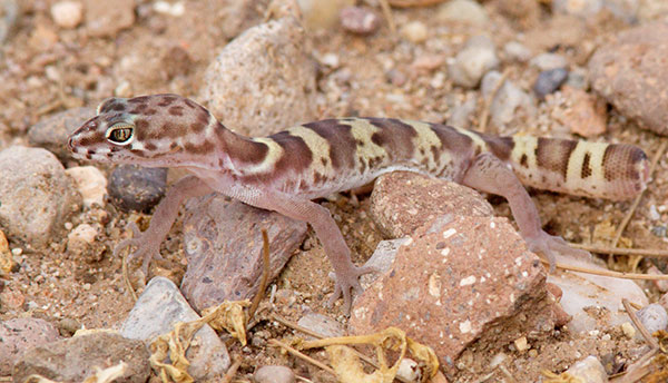 Western Banded Gecko Coleonyx variegatus 