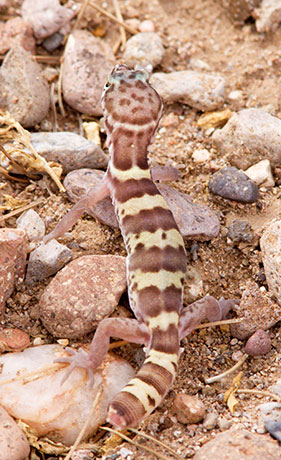Western Banded Gecko Coleonyx variegatus 