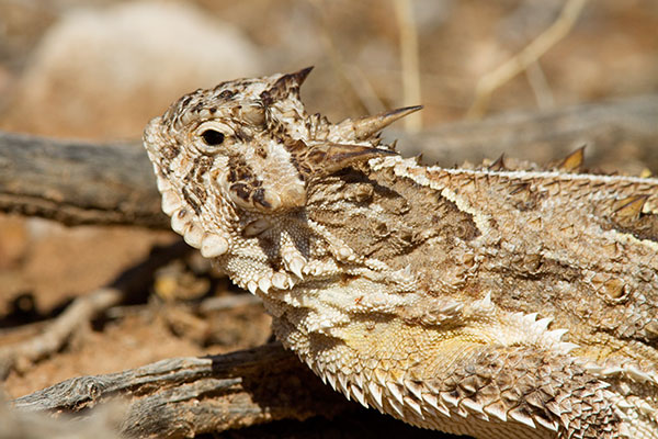 Texas Horned Lizard Phyrynosoma cornutum