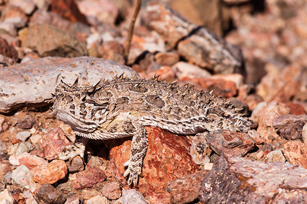 Texas Horned Lizard Phyrynosoma cornutum