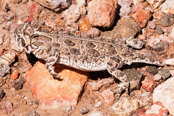 Texas Horned Lizard Phyrynosoma cornutum