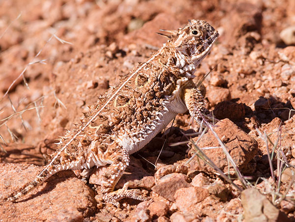 Texas Horned Lizard Phyrynosoma cornutum