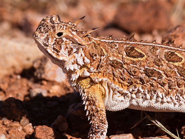 Texas Horned Lizard Phyrynosoma cornutum